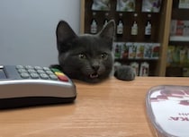 カリカリくださいにゃ！買い物に来た子猫さん