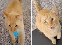 前世は犬だった？ボール遊びが好きな猫ちゃん