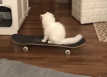 「退屈だニャ〜」部屋でスケボー遊びを始めた猫さん