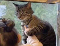 日向ぼっこの邪魔をするニャ… イライラが隠せない猫