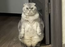 「お前… 見ない顔だニャ」厳しい顔で客を出迎える猫さん