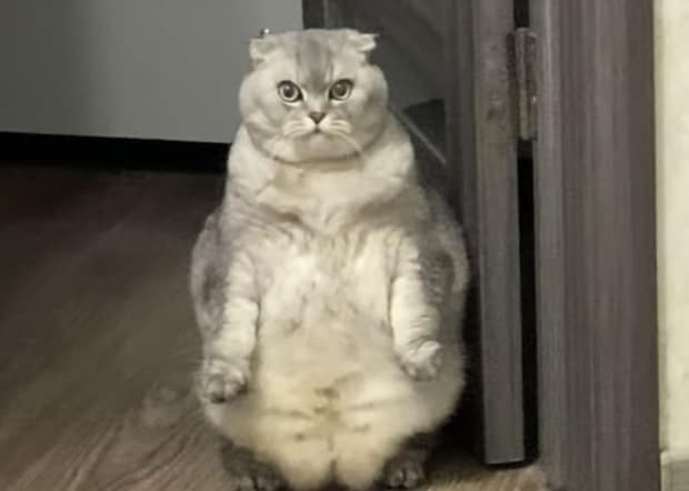「お前… 見ない顔だニャ」厳しい顔で客を出迎える猫さん