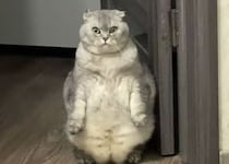 「お前… 見ない顔だニャ」厳しい顔で客を出迎える猫さん