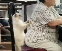 「気にしニャいで食事して」飼い主の椅子に座りたがる猫さんの目的は？