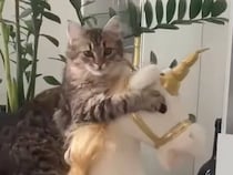 掃除機から逃げた猫さんの避難場所が、予想外すぎてかわいかった