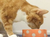 お水を飲む前には「コレ」をやらなきゃ！ 不思議なルーティンがある猫さん