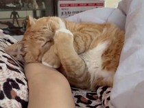 飼い主さんの腕枕でぐっすり眠る茶トラ猫さん、その特等席を狙う影が…