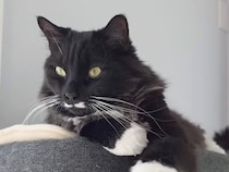 飼い主さんの突然のお手遊びに、猫さんが「やれやれ」と付き合ってくれた