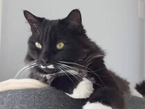 飼い主さんの突然のお手遊びに、猫さんが「やれやれ」と付き合ってくれた