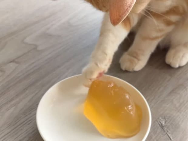 猫用ゼリーを差し出したら、猫さんがぷにぷにの感触にハマってしまった