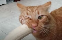 バナナが大好きな猫さん、夢中で食べるけどなぜか全然減らない！