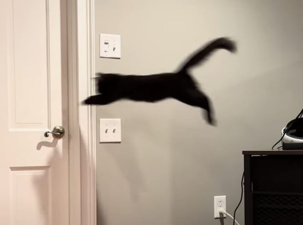脱出できるか!? ドアノブめがけて… スーパージャンプを見せる猫さん