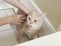 お風呂で文句が止まらない猫さん、温厚なはずが野生全開に？
