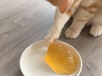 猫用ゼリーを差し出したら、猫さんがぷにぷにの感触にハマってしまった