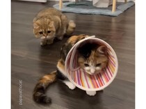 避妊手術から帰ったら、仲良しだった先住猫さんに友達だと認識されなくなった…