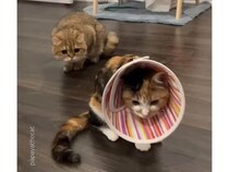 避妊手術から帰ったら、仲良しだった先住猫さんに友達だと認識されなくなった…