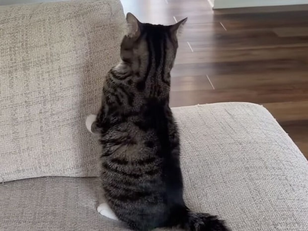 玄関の物音にドキドキの猫さん、勇気を出して「番猫」らしく警備に行く姿が健気だった