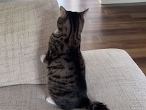 玄関の物音にドキドキの猫さん、勇気を出して「番猫」らしく警備に行く姿が健気だった