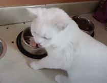 なにその行動、かわいすぎ♡ ゴハンも食べたいし、ナデナデもしてもらいたい猫さん