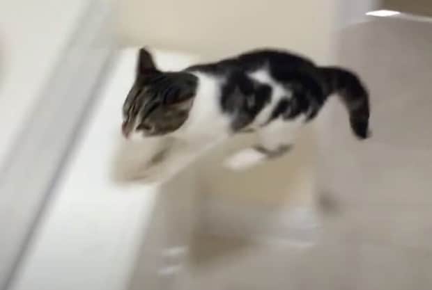 はやっ! 〇〇の音がすると走ってくる子猫