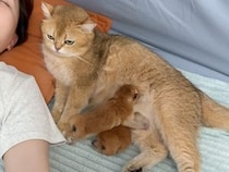 どこへ行ってもついてきちゃう！ 子猫を飼い主さんのそばへ置いておきたい母猫さん