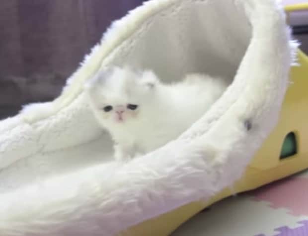 小さな子猫マシュマロちゃん、名前の通りふわっふわでとっても可愛い!