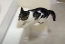 はやっ！ 〇〇の音がすると走ってくる子猫