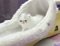 小さな子猫マシュマロちゃん、名前の通りふわっふわでとっても可愛い！