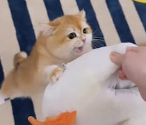 返してよ〜！ お気に入りのクッションを取られた猫、激怒！