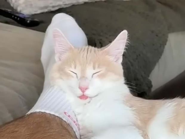 夜中の運動会に向けて準備万端? 飼い主さんに甘えながら爆睡する猫さんたちのマイペースな午後