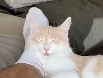 夜中の運動会に向けて準備万端？ 飼い主さんに甘えながら爆睡する猫さんたちのマイペースな午後