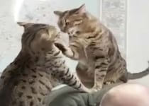 猫同士でケンカをしてもいいけど、「場所」は考えてね？