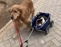 猫「安全運転で頼むにゃ」友達犬にお散歩に連れてきてもらったけれど、運転が雑！