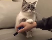 今日も家にいて？ 飼い主の外出を優しく止める猫