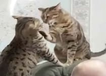 猫同士でケンカをしてもいいけど、「場所」は考えてね？