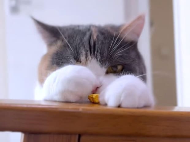 カラフルなお星さまに夢中! 手作りおもちゃで元気に遊ぶ三毛猫さん