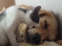 子猫「早く起きるニャ！」強引に犬を起こそうとして… ガブッ！