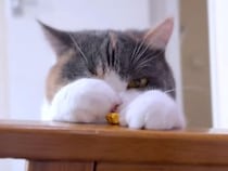 カラフルなお星さまに夢中！ 手作りおもちゃで元気に遊ぶ三毛猫さん