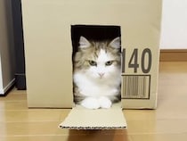 「ここ入りたい！」猫さんたちが集まる段ボールハウスの可愛い攻防戦