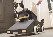 コスプレが似合う猫、かっこいいバットニャンに変身