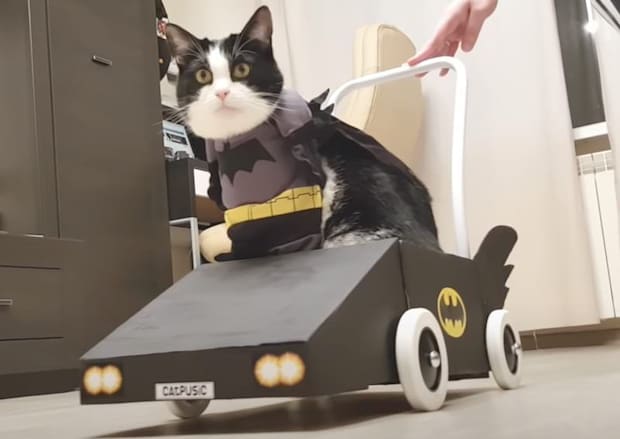 コスプレが似合う猫、かっこいいバットニャンに変身