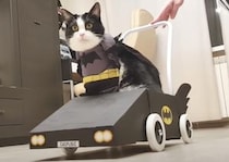 コスプレが似合う猫、かっこいいバットニャンに変身