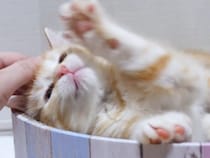 【可愛い電池切れ】さっきまで大暴れだったのに！ 突然寝落ちする子猫さん