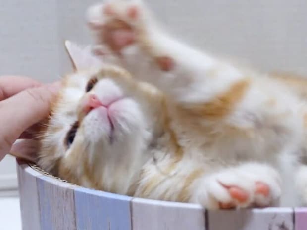 【可愛い電池切れ】さっきまで大暴れだったのに！ 突然寝落ちする子猫さん