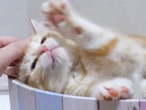 【可愛い電池切れ】さっきまで大暴れだったのに！ 突然寝落ちする子猫さん