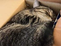 触ると「ぷるるっ」！なでるたびに可愛い起動音が鳴る猫さん