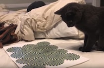 「この絵、動いてるにゃ！」 不思議な絵を見た猫さんの反応が面白い