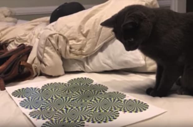 「この絵、動いてるにゃ!」 不思議な絵を見た猫さんの反応が面白い