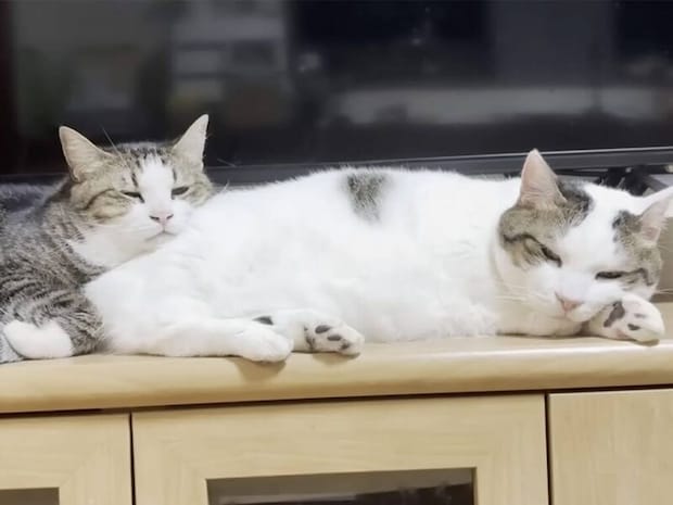 おてても寝返りもそっくり? 親子猫さんたちの微笑ましいくっつき寝姿