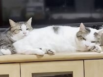 おてても寝返りもそっくり？ 親子猫さんたちの微笑ましいくっつき寝姿